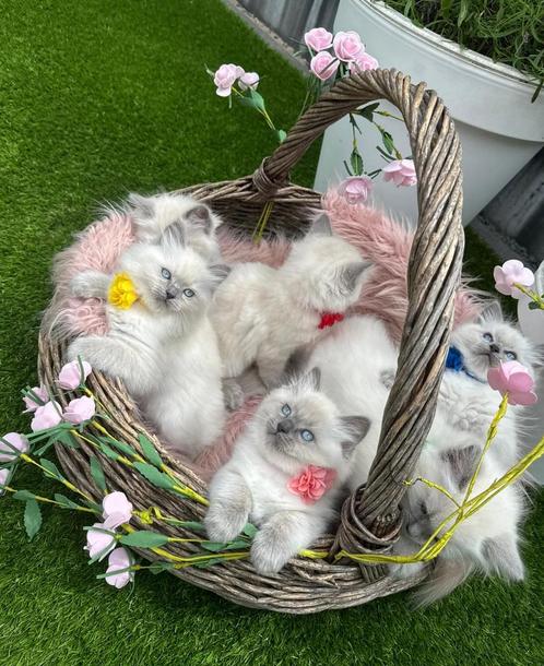 Prachtige raszuivere bluepoint ragdoll kittens, Dieren en Toebehoren, Katten en Kittens | Raskatten | Langhaar, Meerdere dieren