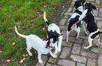Boerenfox pups, Overige rassen, Meerdere, Meerdere dieren, Nederland