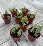 🌱 Sedum Album / Petrosedum Ochroleucum - vetkruid rotstuin, Tuin en Terras, Planten | Tuinplanten, Ophalen, Bodembedekkers, Volle zon