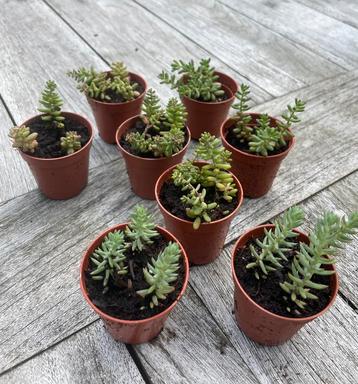 🌱 Sedum Album / Petrosedum Ochroleucum - vetkruid rotstuin beschikbaar voor biedingen