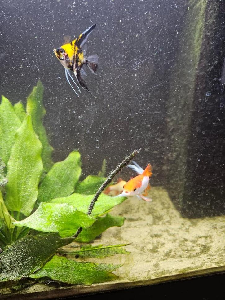 Aquarium Juwel Rio 125 LED-combinatie, zwart Complete set, Dieren en Toebehoren, Vissen | Aquaria en Toebehoren, Zo goed als nieuw