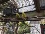 Grasparkiet, Dieren en Toebehoren, Meerdere dieren, Parkiet, Geringd