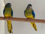 Zuivere Wildkleur Turquoisine, Dieren en Toebehoren, Vrouwelijk, Parkiet, Geringd