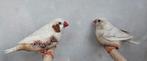 Koppel isabel bruin zebravink, Dieren en Toebehoren, Vogels | Overige Vogels, Meerdere dieren