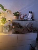 Gerbilaruim/terrarium, Gebruikt, Overige typen, Hamster, 75 tot 110 cm