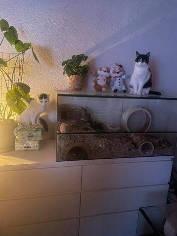 Gerbilaruim/terrarium beschikbaar voor biedingen