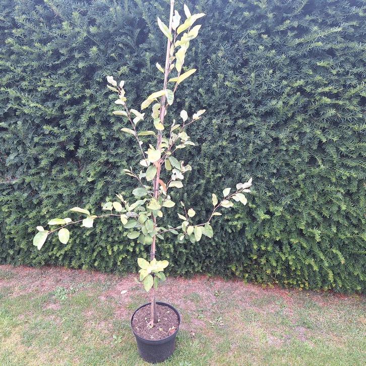 Voedselbosplanten, Tuin en Terras, Planten | Bomen, Overige soorten, Volle zon, Ophalen