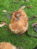 Zijdehoenders, Dieren en Toebehoren, Pluimvee