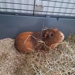 2 mannen cavia's met hok, Dieren en Toebehoren, Maart, Mannelijk, Cavia