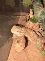 2 (Dwerg) baardagamen, Met terrarium, 0 tot 2 jaar