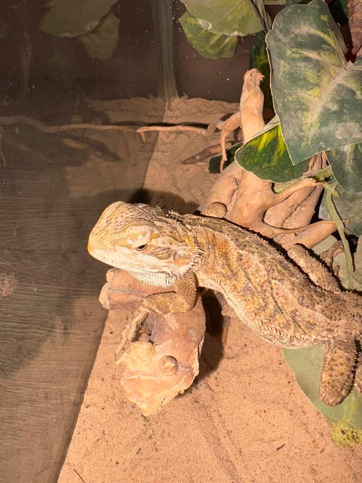 2 (Dwerg) baardagamen, Dieren en Toebehoren, Reptielen en Amfibieën, 0 tot 2 jaar, Met terrarium, Tam
