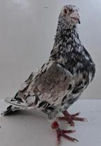 Kleurpostduiven almond doffer, Dieren en Toebehoren, Vogels | Duiven, Mannelijk, Kropper