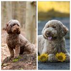 Prachtige F7 curly medium-mini Labradoodle pups, 8 tot 15 weken, CDV (hondenziekte), Meerdere, Meerdere dieren