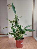 Alpinia Zerumbet / Shell Ginger - Gemberlelie H: 90 cm., Ophalen, Overige soorten, Halfschaduw, Minder dan 100 cm