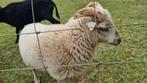 Witte Ouessant ram (voorjaar 2025), Dieren en Toebehoren, Schapen, Geiten en Varkens, Mannelijk, Schaap, 0 tot 2 jaar