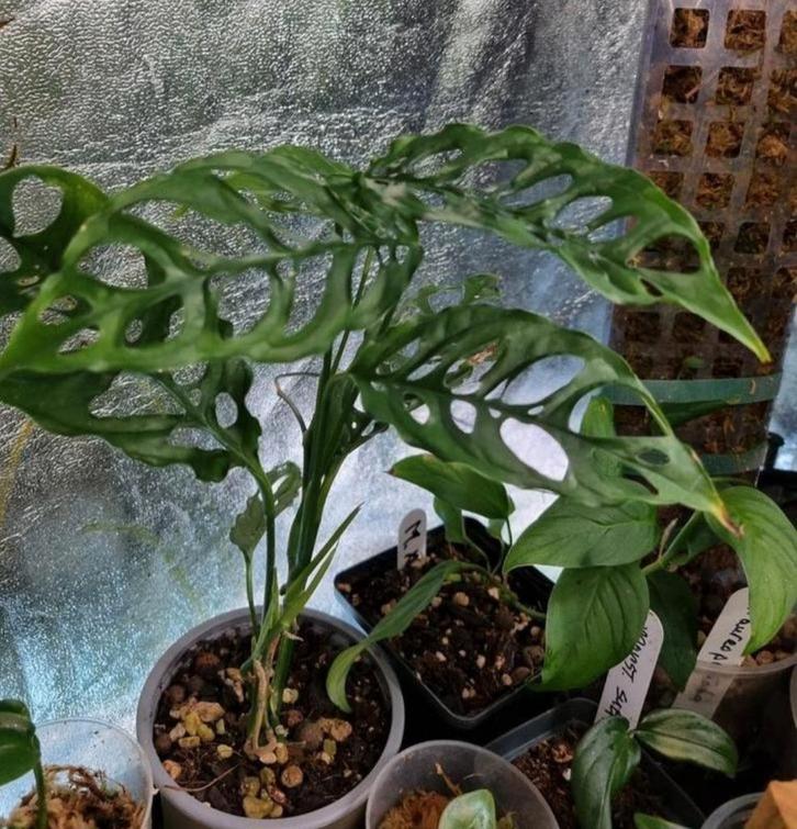 monstera obliqua peru stek, Huis en Inrichting, Kamerplanten, Minder dan 100 cm, Halfschaduw, Ophalen of Verzenden