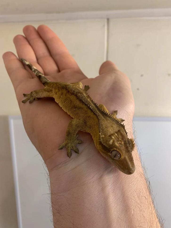 Crested gecko male wimper gekko