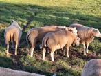 Texelaar Stamboek Dekrammen, Dieren en Toebehoren, Schapen, Geiten en Varkens, Mannelijk, Schaap, 0 tot 2 jaar