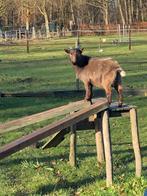 Leuke dwerggeit bok, Mannelijk, Geit