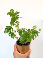 Vetplantje in pot, Vetplant, In pot, Minder dan 100 cm, Groene kamerplant