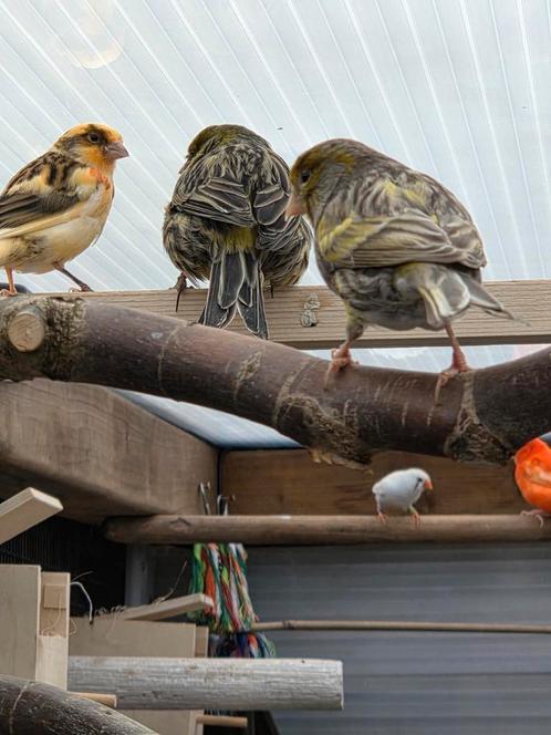 Kanarie man, Dieren en Toebehoren, Vogels | Kanaries, Mannelijk