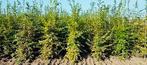 Haagbeuk “CARPINUS”, Tuin en Terras, Volle zon, Bloeit niet, 100 tot 250 cm, Overige soorten