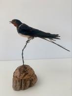 Mooie opgezette boerenzwaluw taxidermie, Ophalen, Zo goed als nieuw, Vogel, Opgezet dier