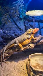 Baardagamen met terrarium, Dieren en Toebehoren, Reptielen en Amfibieën, Overige soorten, Met terrarium, 0 tot 2 jaar