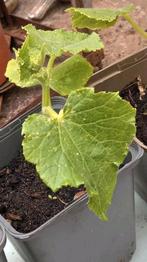 Komkommer plantjes..🥒🥒...per stuk, Ophalen, Zomer, Groenteplanten, Volle zon