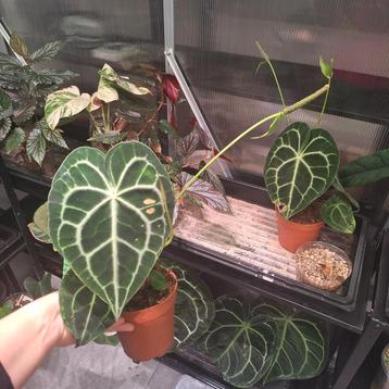 ACTIEPRIJS Anthurium Clarinervium (2) beschikbaar voor biedingen