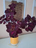 Siernetel plant, Huis en Inrichting, Kamerplanten, Ophalen, Halfschaduw, Minder dan 100 cm