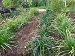 Carex- grassoorten, Ophalen, Vaste plant, Siergrassen, Halfschaduw
