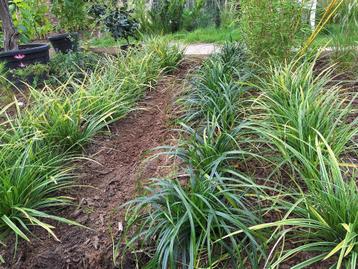 Carex- grassoorten beschikbaar voor biedingen