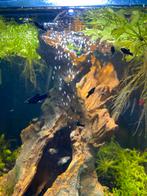 Mooie baby molly’s, Vis, Zoetwatervis, Schoolvis