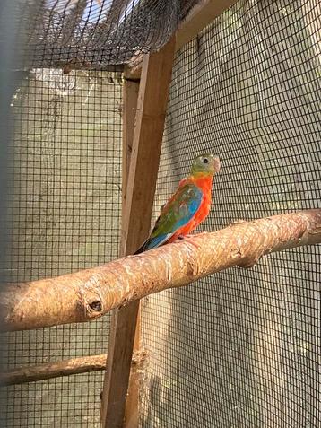 Jonge Turquoisine man wildkleur opaline beschikbaar voor biedingen