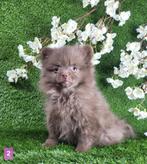Pomeriaan dwergkees pom pomeranian, Dieren en Toebehoren, België, 8 tot 15 weken, Teef, Eén hond