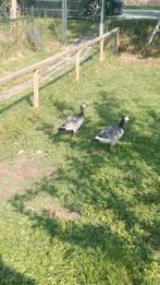 2 brandganzen te koop, Geslacht onbekend, Gans of Zwaan