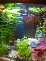 Betta vissen, Dieren en Toebehoren, Vissen | Aquariumvissen, Vis, Zoetwatervis, Schoolvis