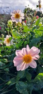 15 prachtige dahlia knollen uit zaad., Tuin en Terras, Bloembollen en Zaden, Ophalen of Verzenden, Voorjaar, Volle zon, Knol