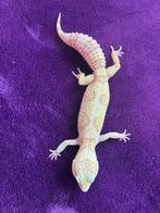 luipaardgekko, Dieren en Toebehoren, Reptielen en Amfibieën, Hagedis, Tam, 0 tot 2 jaar