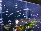 Neontetra, Vis, Zoetwatervis, Schoolvis