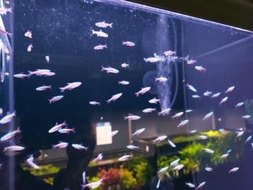  Neontetra beschikbaar voor biedingen