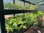 Tomatenplanten, Ophalen, Volle zon, Groenteplanten, Eenjarig