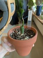 Zeldzame Adenia Stylosa Caudex - Madagaskar, Ophalen of Verzenden