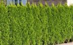 Thuja occ brabant conifeer, Ophalen of Verzenden, Bloeit niet, Overige soorten, Volle zon