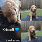 Poedel pups, Dieren en Toebehoren, Honden | Retrievers, Spaniëls en Waterhonden, Overige rassen, 8 tot 15 weken, Meerdere, Meerdere dieren