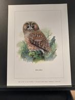 Bosuil - Buzin - prent kunst afmeting 18 x 24 cm, Verzamelen, Verzenden, 1980 tot heden, Zo goed als nieuw, Dier