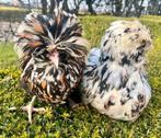GEZOCHT TOLLBUNT EN KOEKOEK, Dieren en Toebehoren, Pluimvee, Meerdere dieren, Kip