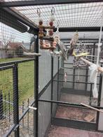 Vogels, Dieren en Toebehoren, Vogels | Parkieten en Papegaaien, Geslacht onbekend, Parkiet