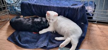 Britse korthaar poes. Wit met blauwe ogen.  beschikbaar voor biedingen
